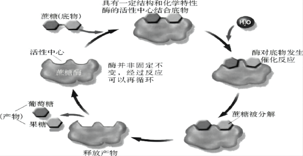 酶催化反應示例